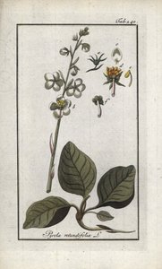 Rundblättrige Pyrole (Pyrola rotundifolia). Lithographie aus „Afbeelding der Artseny-Gewassen“ von Johannes Zorn (1739-1799), Niederlande
