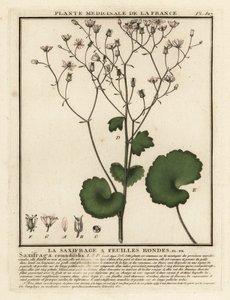 Rundblättriger Steinbrech, Saxifraga rotundifolia