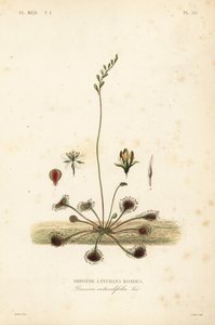 Rundblättriger Sonnentau, Drosera rotundifolia