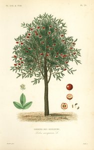 Eberesche oder Vogelbeerbaum, Sorbus aucuparia, Sorbier des oiseleurs