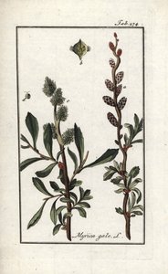 Sumpfmyrte (Myrica gale). Lithographie aus „Afbeelding der Artseny-Gewassen“ von Johannes Zorn (1739-1799), Niederlande