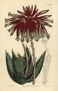 Aloe perfoliata von Unbekannt