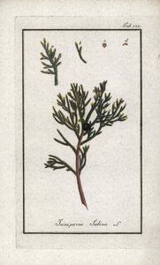 Sadebaum (Juniperus sabina). Lithographie aus „Afbeelding der Artseny-Gewassen“ von Johannes Zorn (1739-1799), Niederlande von Unbekannter Künstler