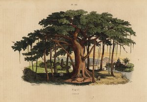 Heiliger Feigenbaum oder Peepal-Baum