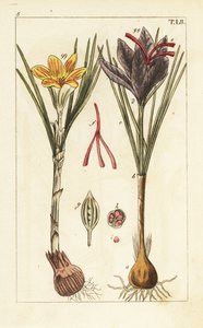 Safrankrokus, Crocus sativus