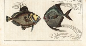 Petersfisch (oder Meereshenne, Doree oder Zee) - Afrikanischer Pompano, Alectis ciliaris 127. Handkolorierte Kupferstichgravur aus Gottlieb Tobias Wilhelms Enzyklopädie der Naturgeschichte: Fische