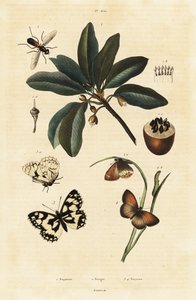 Sapodilla und Motten von Unbekannter Künstler