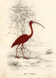Scharlachroter Ibis, Eudocimus ruber (Ibis rubra). Handkolorierte Stahlgravur aus Georg Friedrich Treitschkes Galerie der Naturgeschichte, Naturhistorischer Bildersaal des Tierreiches, Leipzig