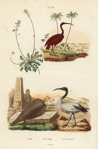 Scharlachsichler, Eudocimus ruber 2, Heiliger Ibis, Threskiornis aethiopicus 3,4, und Schleifenblume, Iberis sempervirens 1