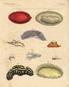 Meeresnacktschnecken: Phyllidia varicosa 1,2, Tergipes limacina 3,4, Aeolidia papillosa 5, Scyllaea pelagica 6, Tritonia hombergii 7, Polycera quadrilineata 8 und Platydoris argo 9,10. Handkolorierter Kupferstich aus Friedrich Johann Bertuch