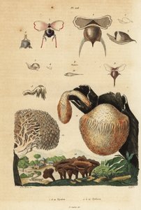 Meeresschnecken und Igelpilze