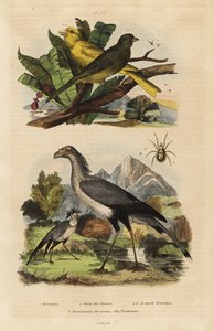 Sekretärvogel, Sagittarius serpentarius, wilde und zahme Kanarienvögel, Serinus canaria