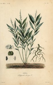 Senega-Schlangenwurzel, Polygala senega
