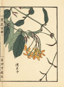 Shikunshi, Chinesischer Geißblatt oder Rangoon-Kriecher, Combretum indicum (aus Kusa Bana Hyakushu)