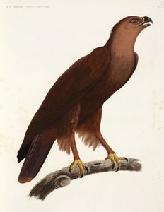 Schreiadler, Ägypten von Unbekannter Künstler