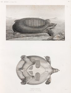 Seiten- und Unteransicht einer Schildkröte