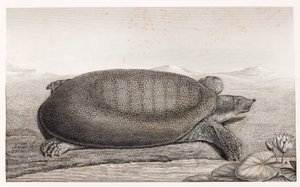 Seitenansicht einer Schildkröte
