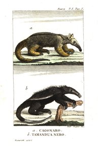 Seidenameisenbär oder Zwergameisenbär (Fourmilier) (Azaras Cagouare), Cyclopes didactylus, und schwarzer Tamandua