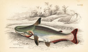 Schrägkopf-Wels, Ageneiosus inermis (Dawalla der Arawaaks, Hypothalmus davalla). Handkolorierte Stahlstich von W.H. Lizars nach einer Illustration von James Stewart aus Robert Schomburg