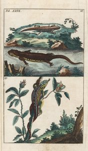 Glatter oder gewöhnlicher Molch und Sand-Eidechse - Starkes Wasser von Gottlieb Tobias Wilhelm (1758-1811), aus Enzyklopädie der Naturgeschichte: Amphibien