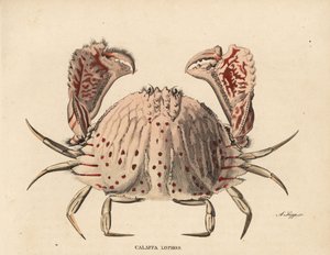 Glatt- oder Rotfleckenkastenkrabbe, Calappa calappa. Handkolorierter Stahlstich von A. Scipp aus Georg Friedrich Treitschkes Naturhistorischer Bildersaal des Thierreiches, Leipzig-1842.