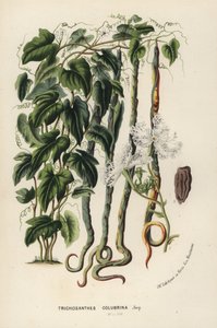 Schlangengurke, Trichosanthes cucumerina (aus Flore des Serres et des Jardins de l