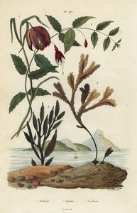 Schachbrettblume, Fritillaria meleagris 1, Kolibrifuchsie, Fuchsia magellanica 2, gezähneter Blasentang, Fucus serratus 3 und Fucus siliqueux 4 von Unbekannt