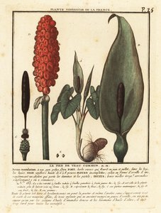 Gefleckter Aronstab, Arum maculatum von Unbekannter Künstler