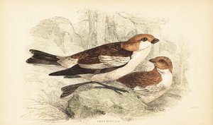 Schneeammer, Plectrophenax nivalis (Stich) von Unbekannter Künstler