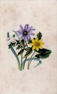 Schneeglöckchen, blaue Anemone und kleiner Scharbockskraut. Lithographie von Louisa Anne Twamley (1812-1895) in Our Wild Flower, Charles Tilt, London, England von Unbekannter Künstler