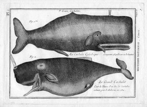 Pottwale in „Encyclopédie Méthodique des trois Règnes de la Nature“ von Pierre Joseph Bonnaterre (1762-1804). Paris 1784 von Unbekannter Künstler