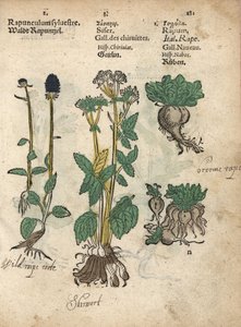Ährige Teufelskralle, Phyteuma spicatum, Zuckerwurzel, Sium sisarum, und Rübe, Brassica rapa. Handkolorierter Holzschnitt einer botanischen Illustration aus Adam Lonicers Krauterbuch, oder Herbal, Frankfurt