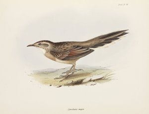 Spitzschwanz, Südamerika, ca. 1832-1836 von Unbekannter Künstler