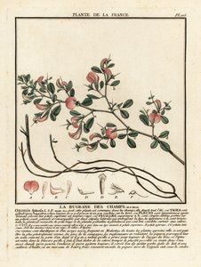 Dornige Hauhechel, La bugrane des champs, Ononis spinosa von Unbekannter Künstler