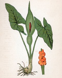 Gefleckter Aronstab (Arum maculatum oder Chandelle, Veal
