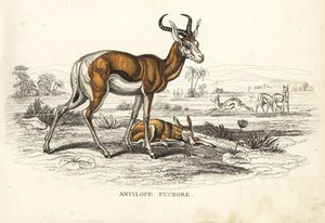 Springbock, Antidorcas marsupialis (Antilope euchore). Handkolorierte Lithographie aus Georg Friedrich Treitschkes Galerie der Naturgeschichte, Naturhistorischer Bildersaal des Tierreiches, Leipzig-1842