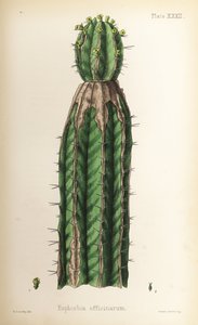 Wolfsmilch, Euphorbia officinarum. Handkolorierte Lithographie von Henry Sowerby aus Edward Hamiltons Flora Homeopathica von Unbekannter Künstler