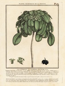 Seidelbast, Daphne laureola