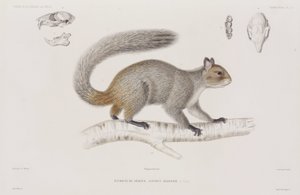 Eichhörnchen