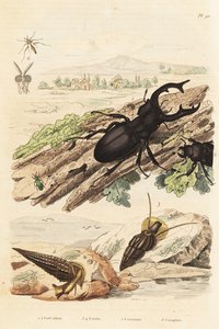 Hirschkäfer, Lucanus cervus 1, Cerithium sulcatum und Rhinoclavis aspera Mollusken 3,4, Cerocoma elateroides 5 und Keroplatus tipuloides Wespe 6