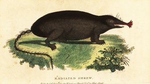 Sternmull, Condylura cristata von Unbekannter Künstler