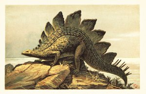 Stegosaurus, ausgestorbene Gattung pflanzenfressender Dinosaurier. 1908 (Lithografie) von Unbekannter Künstler