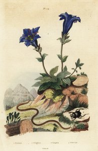 Stängelloser Enzian, Gentiana acaulis 1, Clavaria ophioglossoides 2, Tausendfüßler, Geophilus walckenaerii 3 und Mistkäfer, Geotrupes momus 4 von Unbekannt