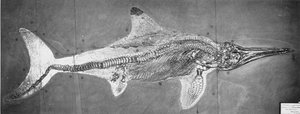 Stenopterygius megacephalus (Der Oxford Ichthyosaurier) gefunden bei Stuttgart, Deutschland, Oberer Lias-Zeitraum von Unbekannt