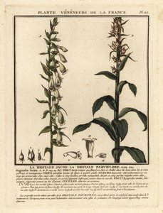 Gelber Fingerhut, Digitalis lutea