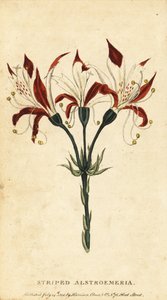 Gestreifte Alstroemeria, Alstroemeria ligtu, 1800 (Gravur) von Unbekannter Künstler