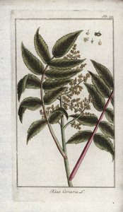 Gerber-Sumach (Rhus coriaria). Lithographie aus „Afbeelding der Artseny-Gewassen“ von Johannes Zorn (1739-1799), Niederlande von Unbekannter Künstler