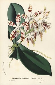 Sumatra-Phalaenopsis-Orchidee, Phalaenopsis sumatrana (aus Flore des Serres et des Jardins de l