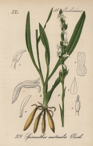 Sommer-Spiranth - Sommer-Wendelähre, Spiranthes aestivalis. Handkolorierte Lithographie aus Diederich von Schlechtendals Deutsche Flora (Flora von Deutschland), Jena