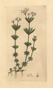 Waldmeister, Galium odoratum (Waldmeister oder Waldmeister, Asperula odorata) (gaillet odorant) Handkolorierter Kupferstich nach einer Zeichnung von James Sowerby für James Smith